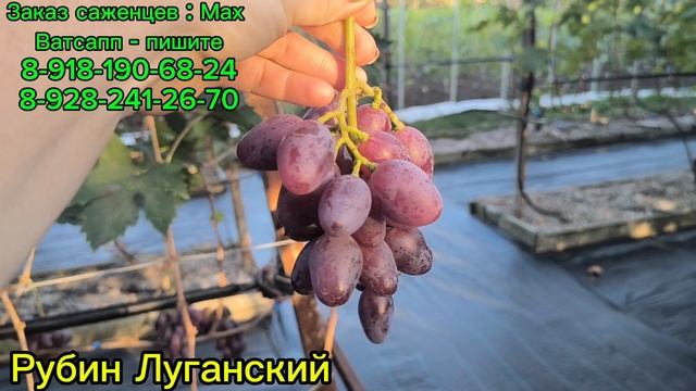 Эти новинки дольше всех висят на кустах!