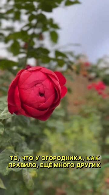 Нужно ли удалять листья у роз осенью?🌹Волшебная грядка Марины Шевляковой