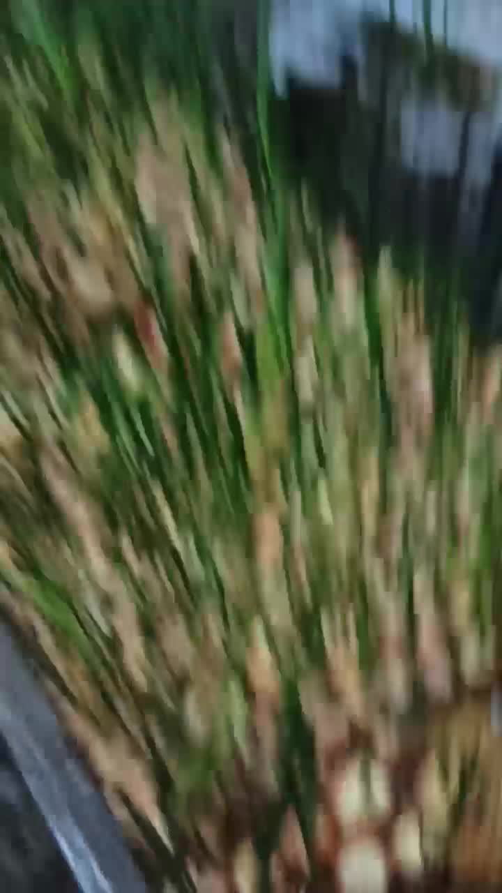 Всем лука!