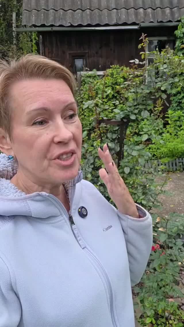 Говорили люди, а я не слушала  Почему плетистые розы лучше вести горизонтально  #плетистыерозы #таша