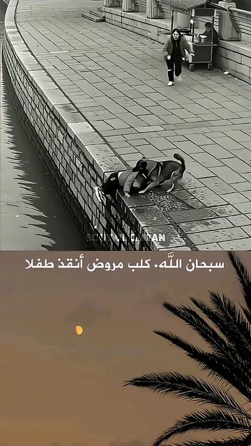 كلب_مروض_أنقذ_طفلا__سورة_الفرقان___القارئ_#محمد_اللحيدان_#قرآن_#سبحان