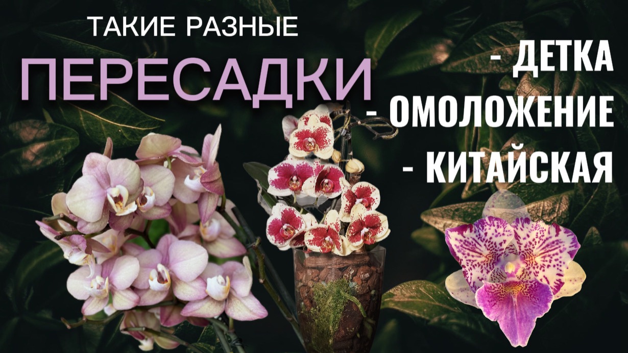 Три повода к пересадке