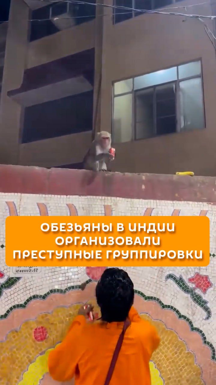 Обезьяны в Индии организовали преступные группировки