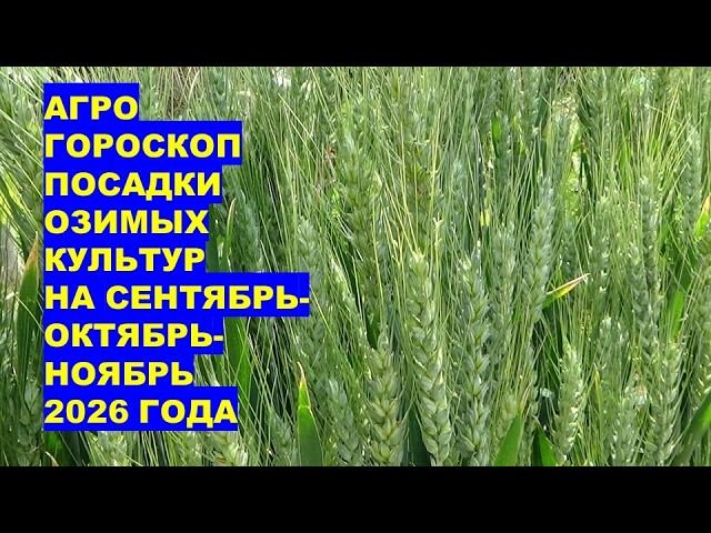 Самые Наилучшие Дни Сентября-Октября-Ноября 2026 года для Посадки Озимых Зерновых Культур?!