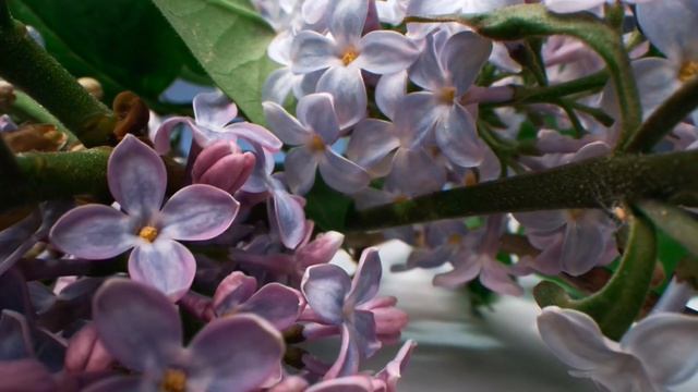 Самая Красивая Музыка для Души ❤️ Нежные Мелодии, Которые Трогают Сердце