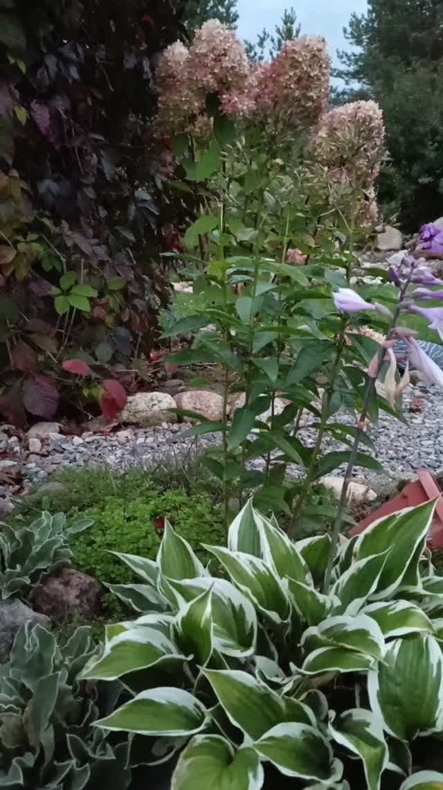 Мой сад🌸🏡❤️
