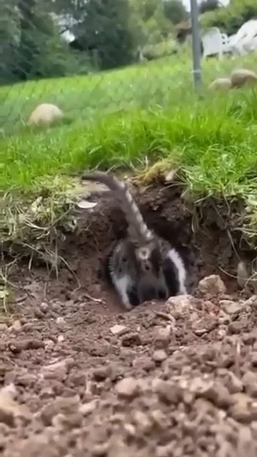 Больше он по норам шастать не будет 😺