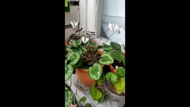 Пафиопедилум Генри (Paphiopedilum Henryanum)