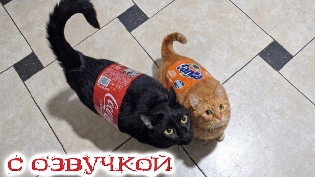 Приколы с котами! С ОЗВУЧКОЙ! СМЕШНЫЕ КОТЫ! Самые смешные животные!!