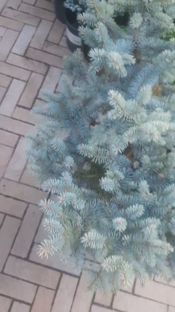 ❤🌲Ель глаука глобоза
✔Продажа в макс и телеграм канале: Https://t.me/love_is_hvoiny_dvorik
 🚛🪴Отправ