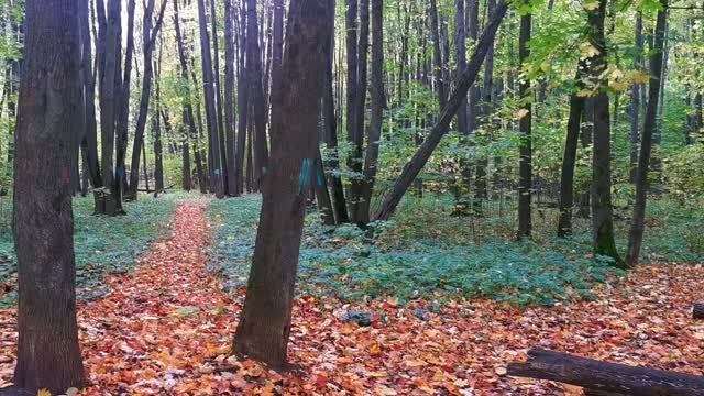 Лесное пространство