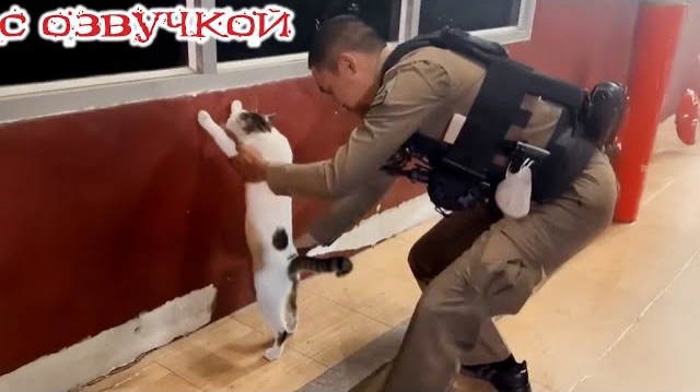 Приколы с котами!! С ОЗВУЧКОЙ! Смешные коты Самые смешные животные! УГАР!