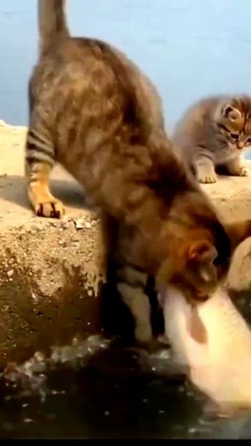 #Кошкаучиткотёнкаохоте 🔘🔵🔴 🅰🅽🅳🆁🅾🅸🅳🅿🅻🆄🆂👹 Кошка учит котёнка охоте