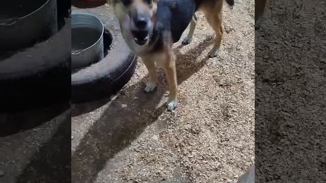 Уфа, Башкирия
Попали в отлов вот  такие собаки!😰Добрые и ласковые 
Пожалуйста, сделайте репост🙏
