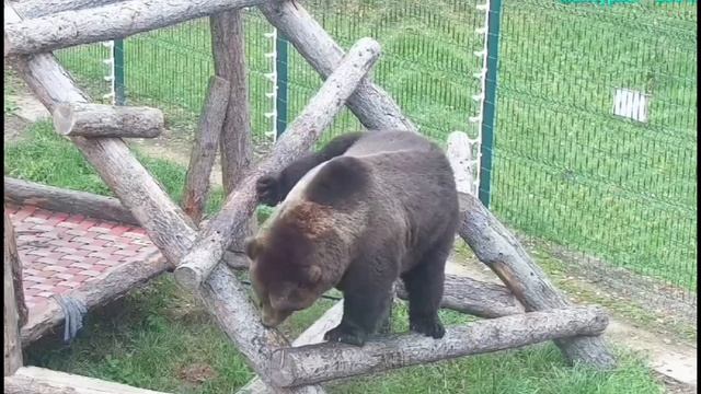 Мансур .