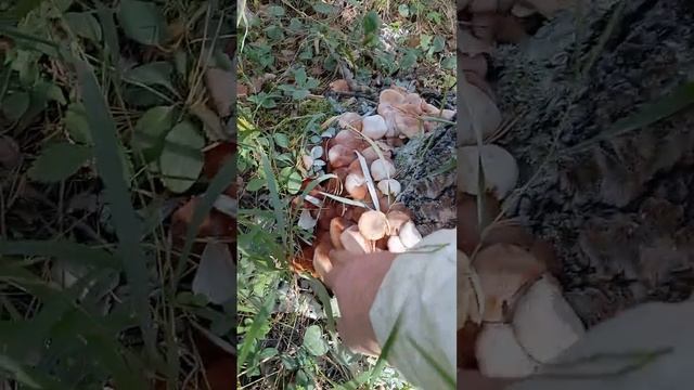 Шикарные осенние опята