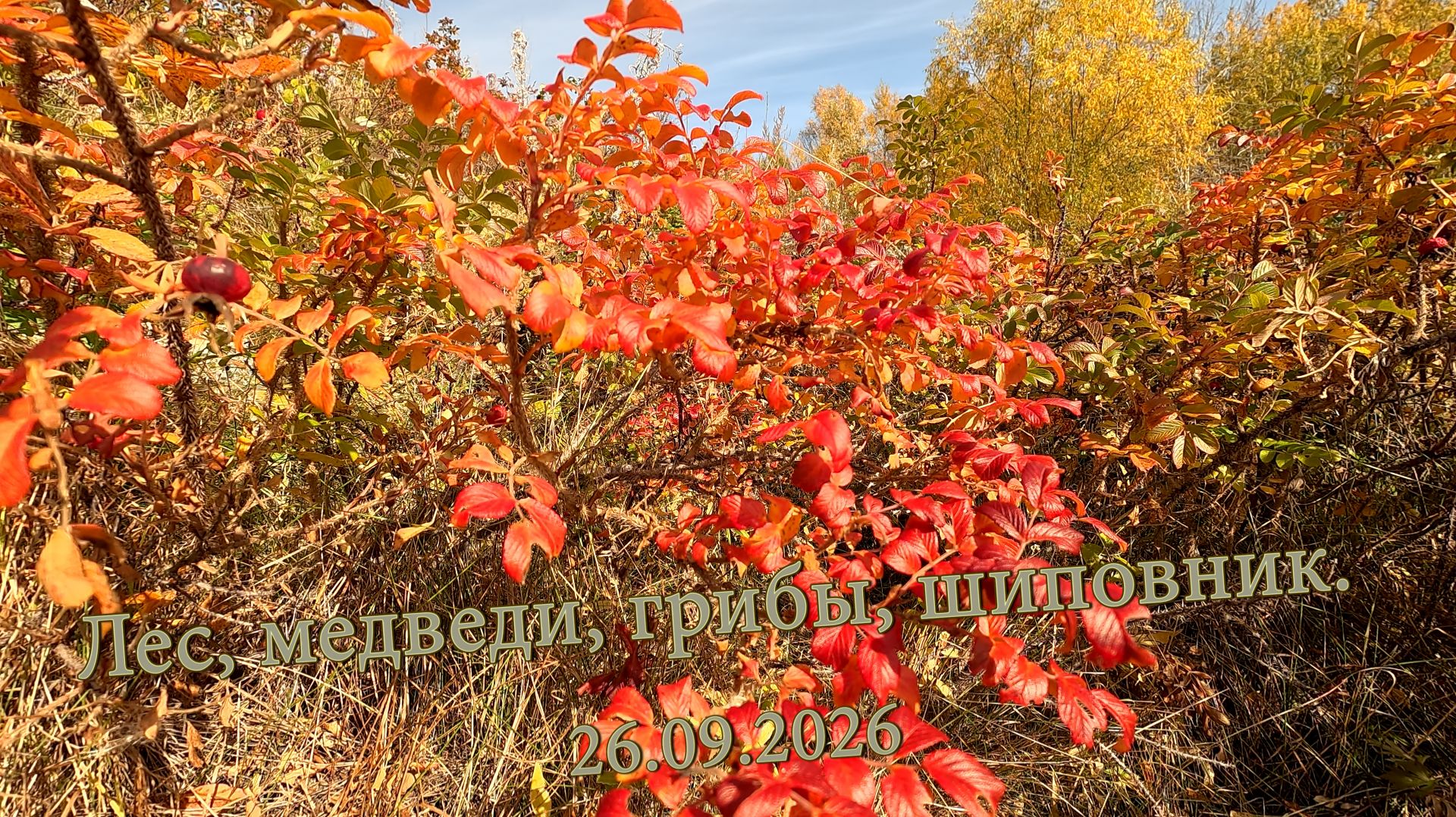 Лес, медведица с медвежонком, грибы, шиповник. 26.09.2026