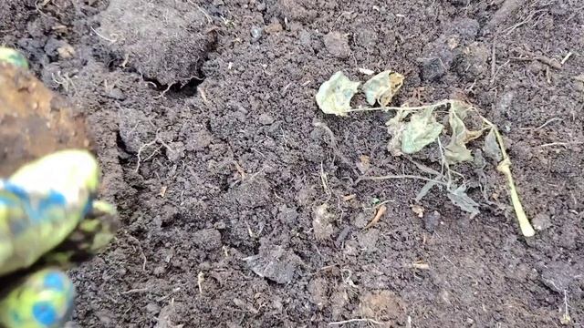 Копка картофеля сорт Сынок. С. Ташла. 27.09.2026 года