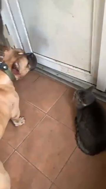 rutube.ru