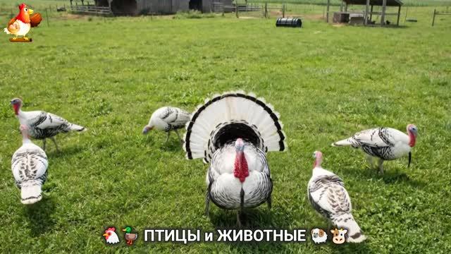 Просто смотрите и отдыхайте… Нежный мир животных, природы и тишины (17)