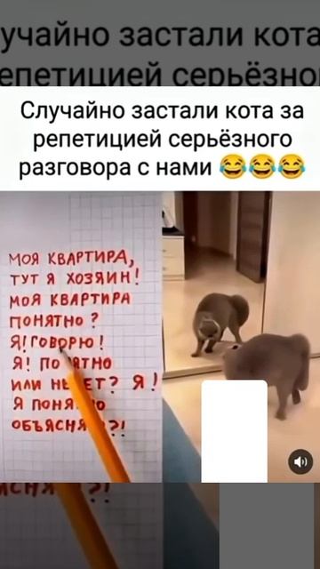 Мой Кот