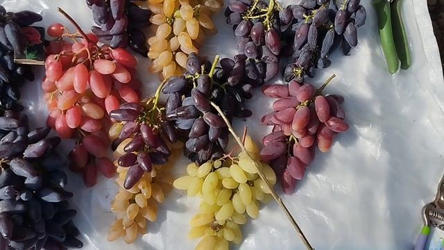 Серповидный сиреневый, Тропикана, Принцесса, 999 и др.28.09.26. Виноградник и селекции Щереденкова В