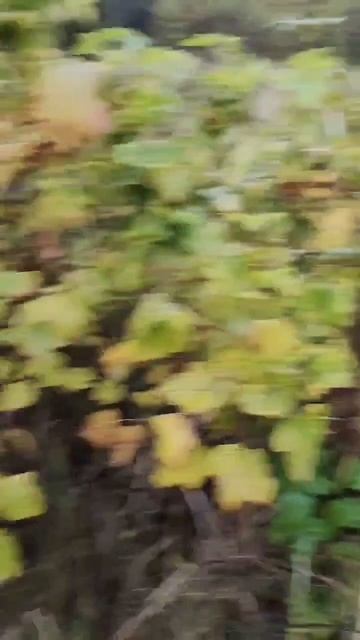 Петарда под горшком от цветка