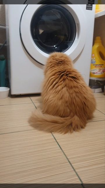 Патрюша🥰 #кот #музыка