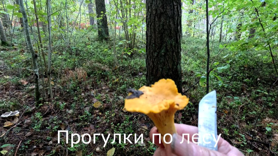 Прогулки за грибами