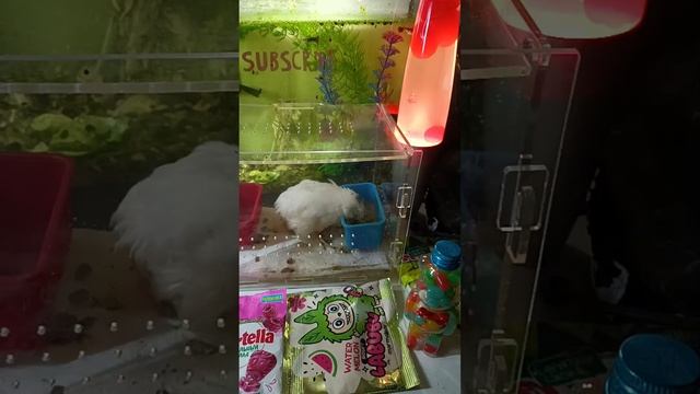 ASMR Chocolate Live For Your Satisfaction ASMRLava Lamp And Fish In An Aquarium And Quail