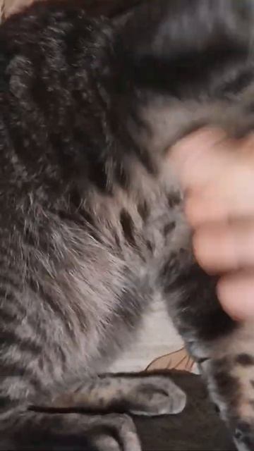 Рысик кусака🐈🐈⬛😺