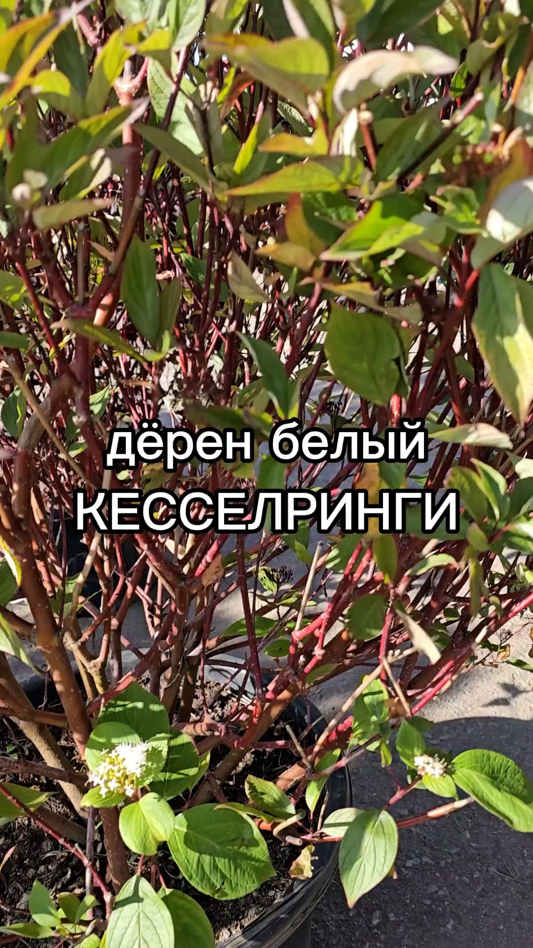 Этот сорт дерена растет как на солнце, так и в тени. Быстрорастущий кустарник.