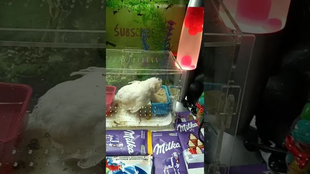 ASMR Chocolate Live For Your Satisfaction ASMRLava Lamp And Fish In An Aquarium And Quail