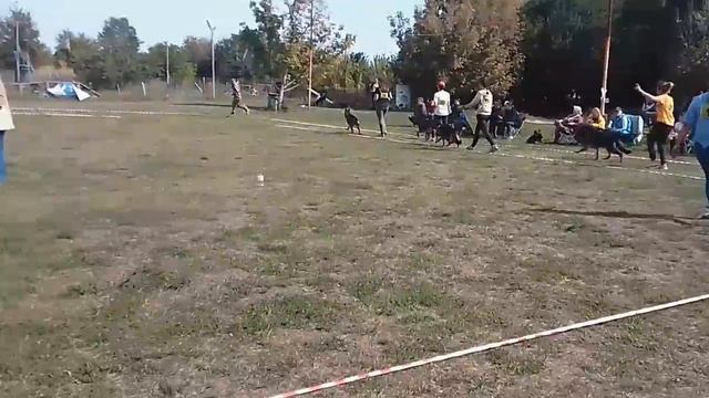 ЮНИОРЫ СУКИ / КЧК РОСТОВ-НА-ДОНУ 27 сентября`26 Н.Шкляревская Моно немецких овчарок