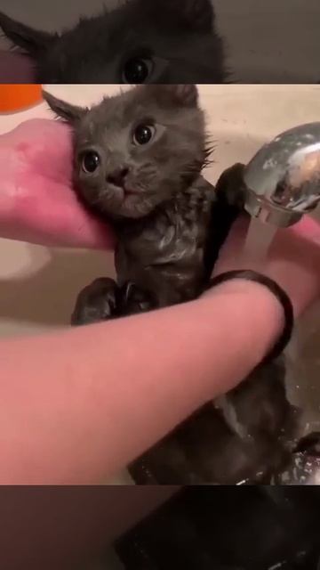 Идеальное спокойствие 😍

#юмор #приколы #животные #смех