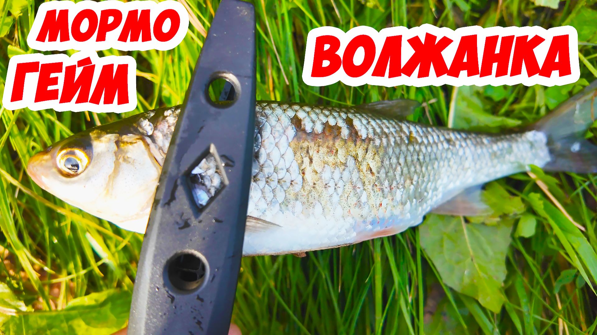 Скупо Волжанку встречали вначале!) Мормышинг и краткий обзор Volzhanka Mormo Game. (Мормо гейм)