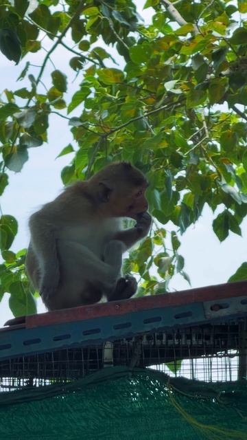 🙈🙉🙊🇹🇭