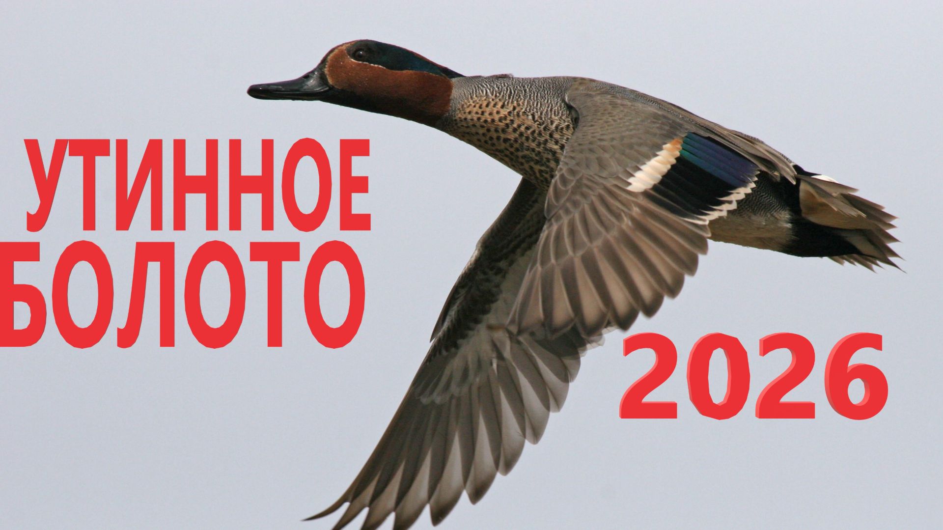 УТИННОЕ БОЛОТО 2026