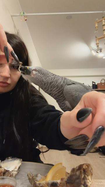 28-09-2026. Попугай 🦜 Девочке Гуччи.