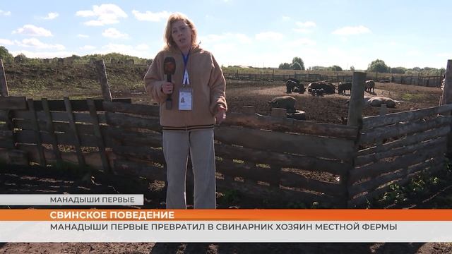 Манадыши первые превратил в свинарник хозяин местной фермы