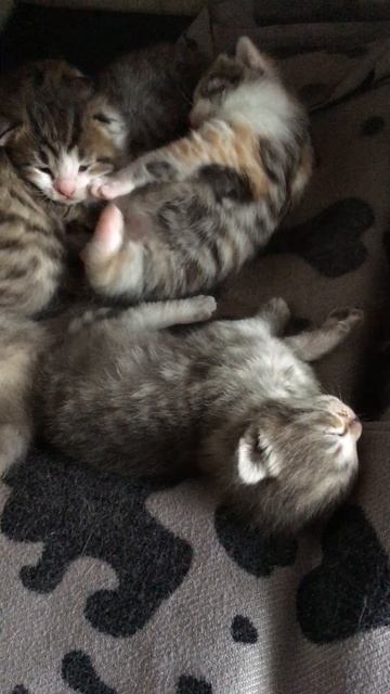 Муся и котята