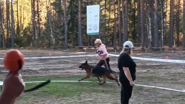 2 Отл. СС NOX F. Grunen Stadt +++ №5. КОТЛАС 26 сентября`26 Моно немецких овчарок