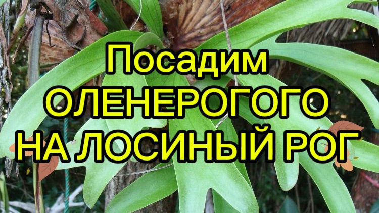 Шок контент! Посадим ОЛЕНЕРОГОГО на ЛОСИНЫЙ рог!
