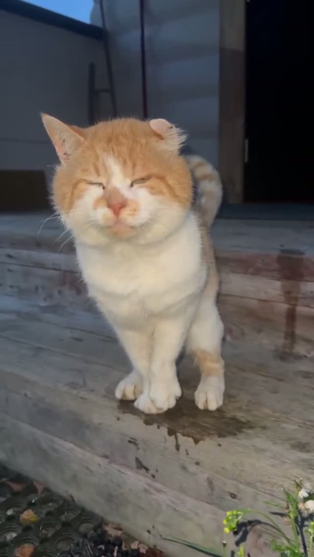 Что с котом?!😅🐈#котики#смешныеживотные#приколыскотами