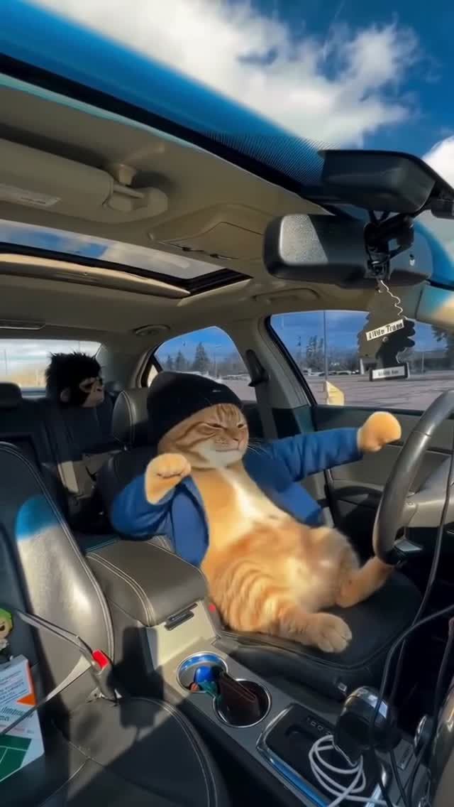 Кошачьи Разборки на Дорогах 🚗🎺