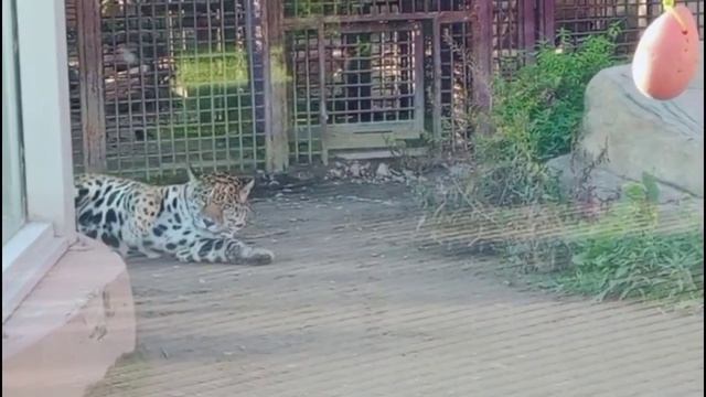 JPHJ3391-2-Видео от Ивана-28.09.2026
