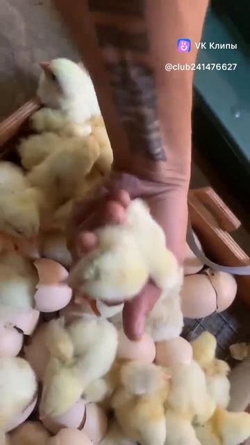 Clip241476627_456239019