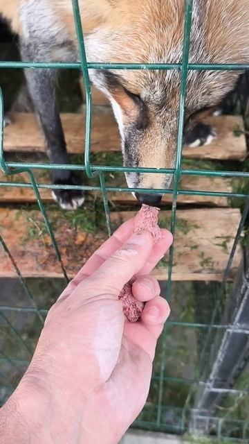 домашняя колбаса