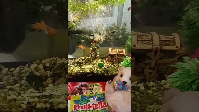 Chocolate ASMR Live With The Giant Fish And Chocolates