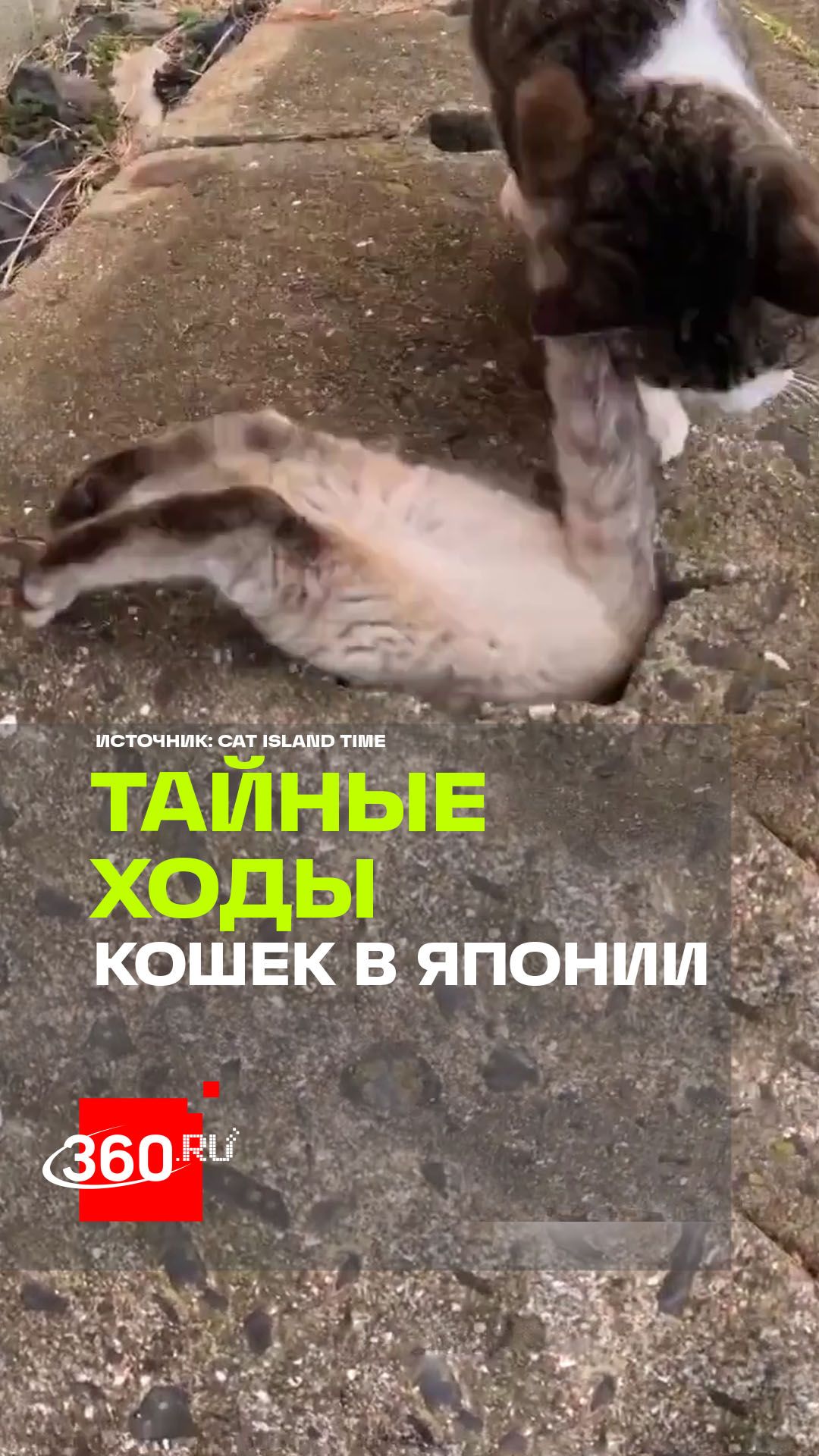 Японские коты построили собственное метро?